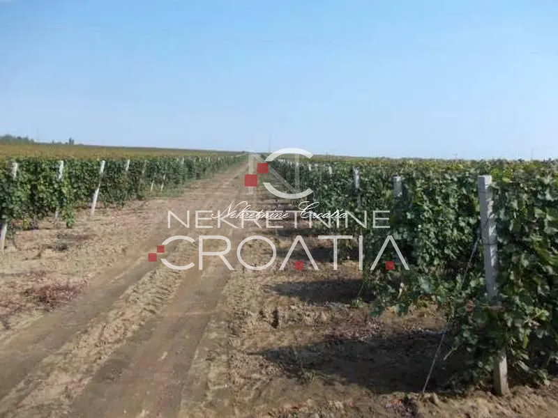 izuzetno povoljno!!! ilok: 9 ha vinograda!!! - slika 2