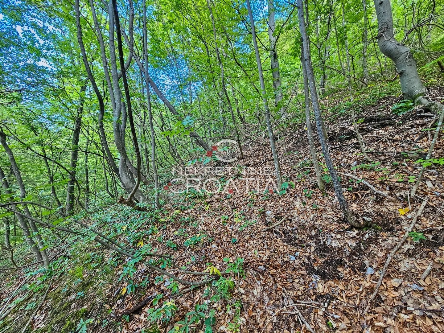 šuma 11.142 m2, ivanščica! - slika 6