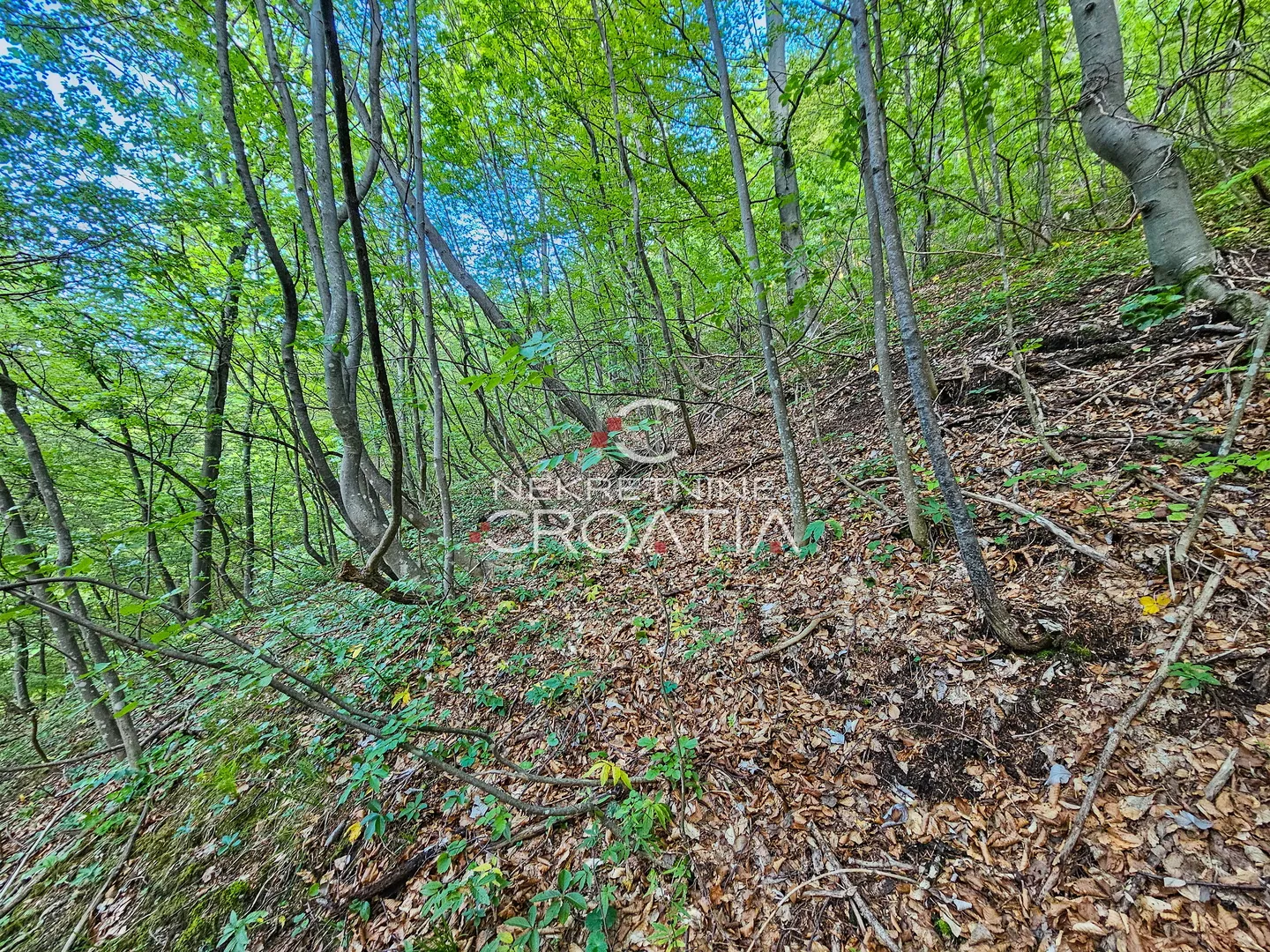 šuma 11.142 m2, ivanščica! - slika 6