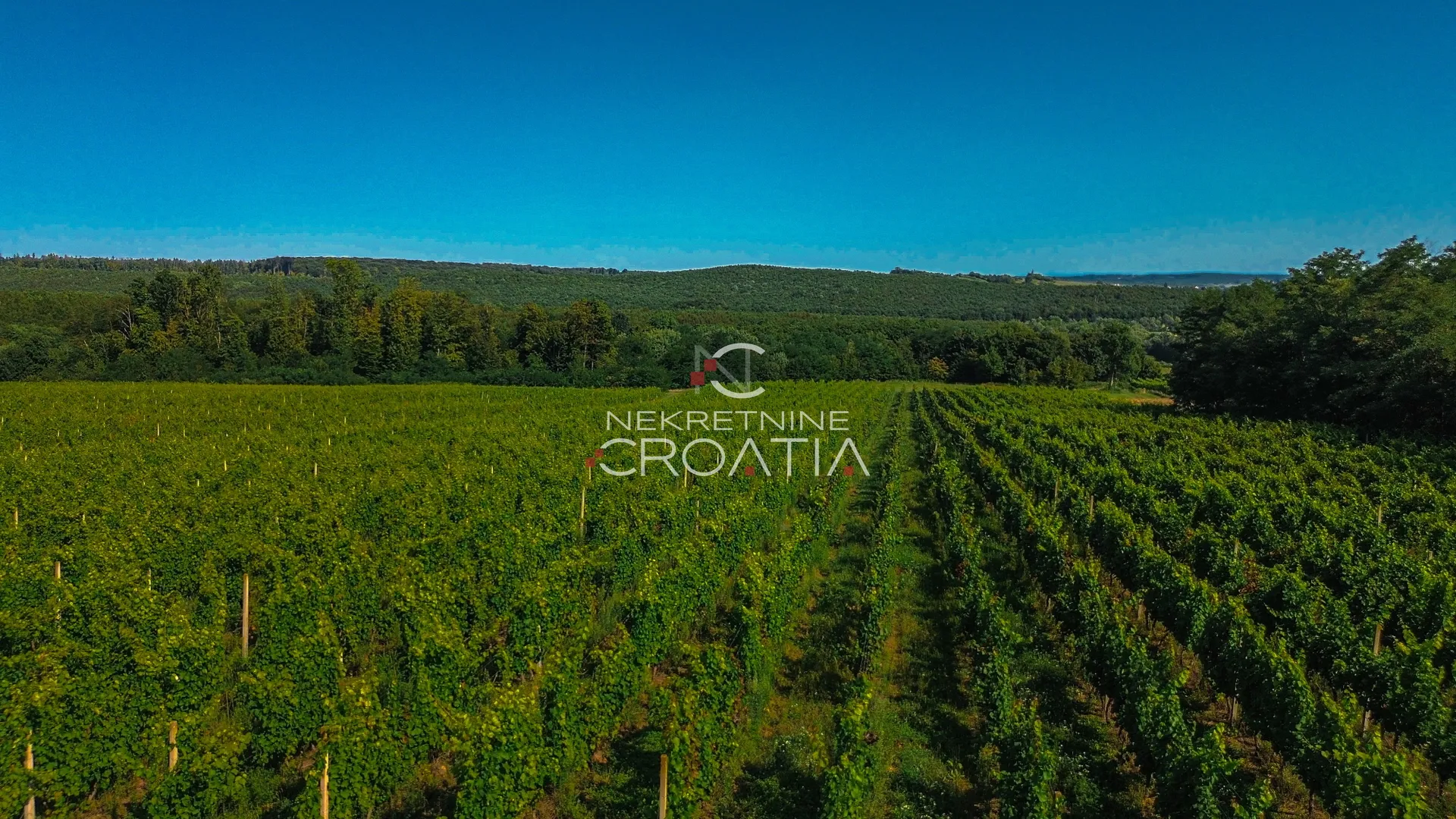 prilika! 105.333 m2 vinograda, 4.75 eur/m2! - slika 18