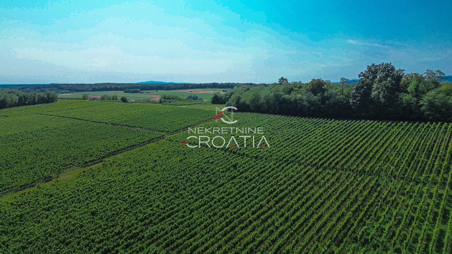 prilika! 105.333 m2 vinograda, 4.75 eur/m2! - slika 13