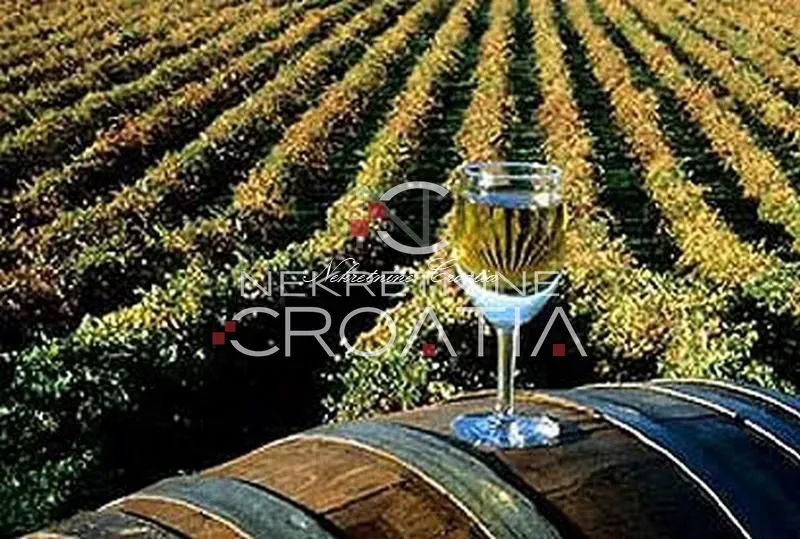 IZUZETNO POVOLJNO!!! ILOK: 9 ha vinograda!!! - Bapska, Ilok