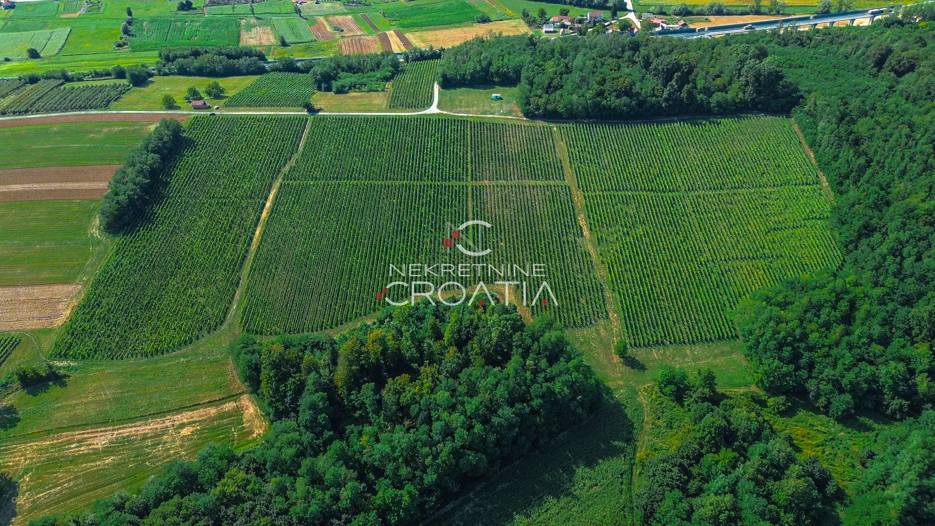 prilika! 105.333 m2 vinograda, 4.75 eur/m2! - slika 4