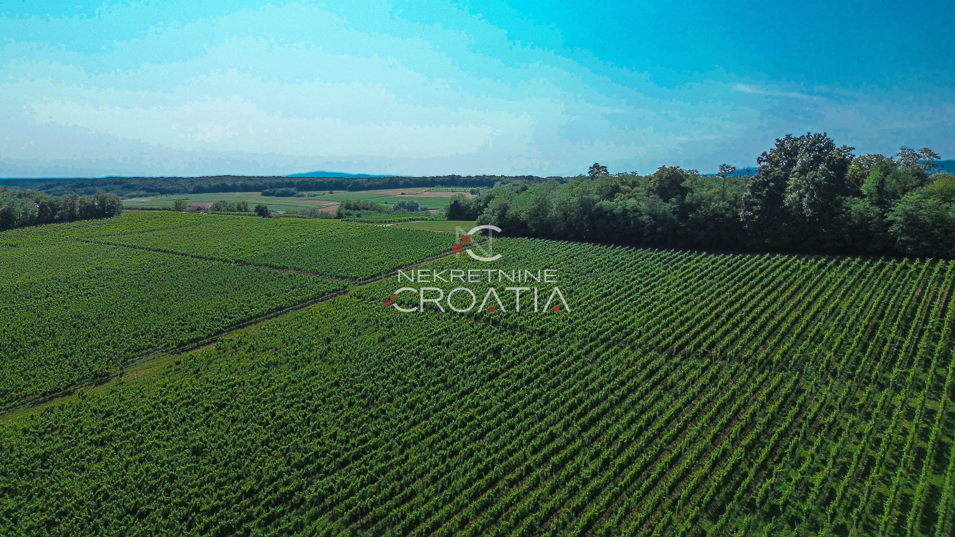 prilika! 105.333 m2 vinograda, 4.75 eur/m2! - slika 13