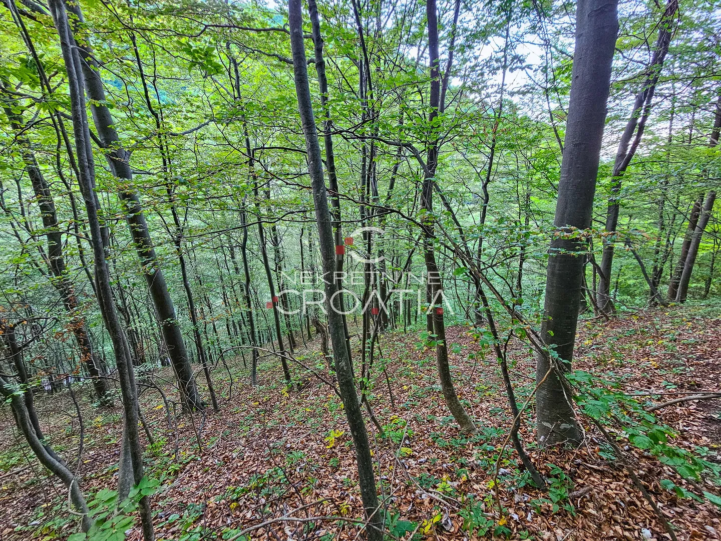 šuma 11.142 m2, ivanščica! - slika 7