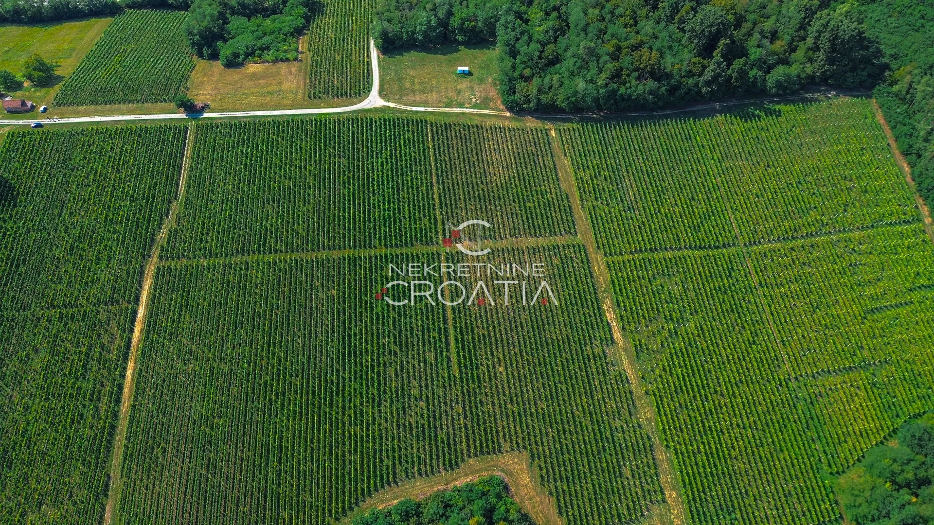 prilika! 105.333 m2 vinograda, 4.75 eur/m2! - slika 3