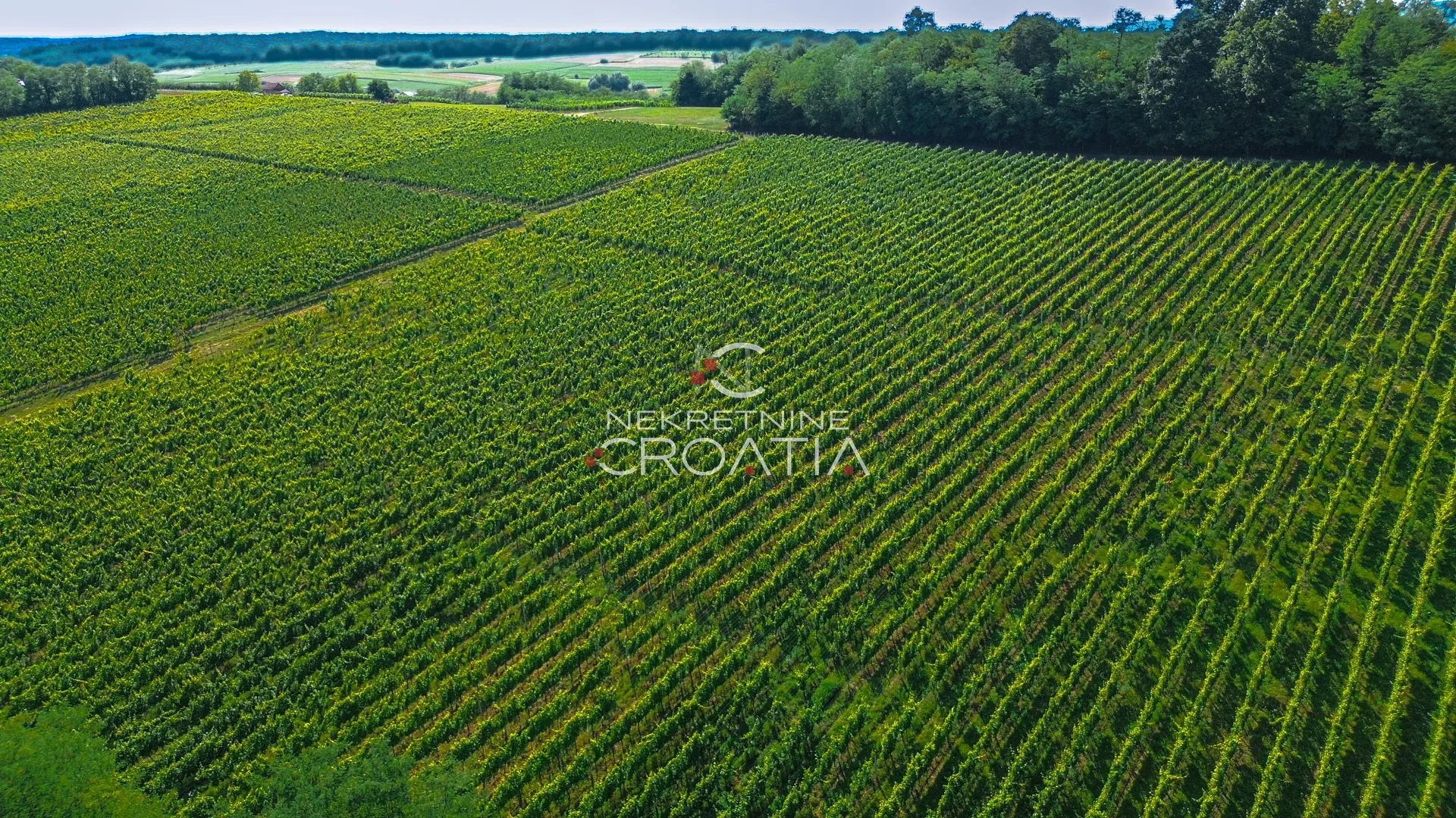 prilika! 105.333 m2 vinograda, 4.75 eur/m2! - slika 12