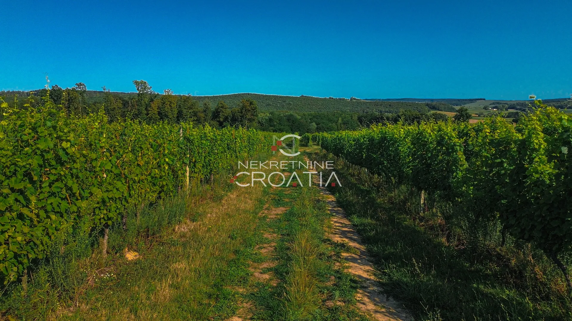 prilika! 105.333 m2 vinograda, 4.75 eur/m2! - slika 10