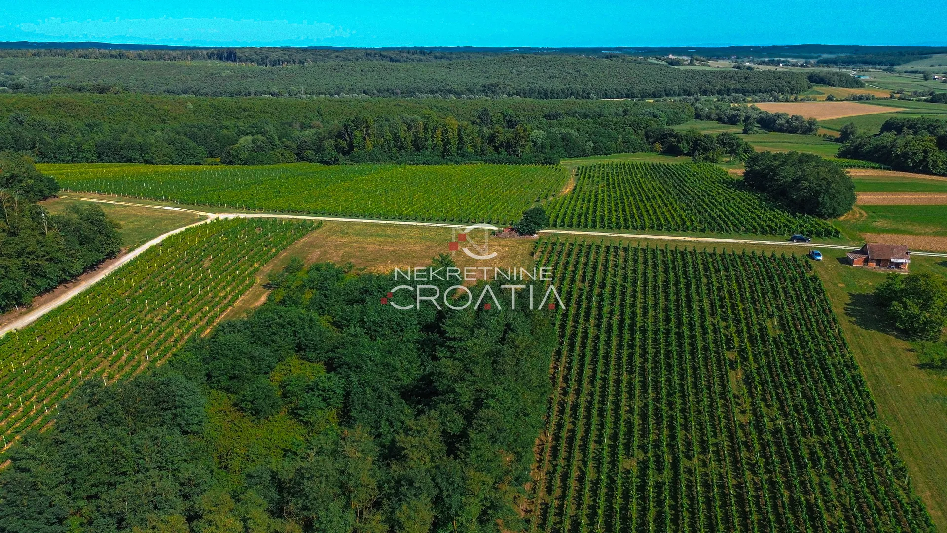 prilika! 105.333 m2 vinograda, 4.75 eur/m2! - slika 2