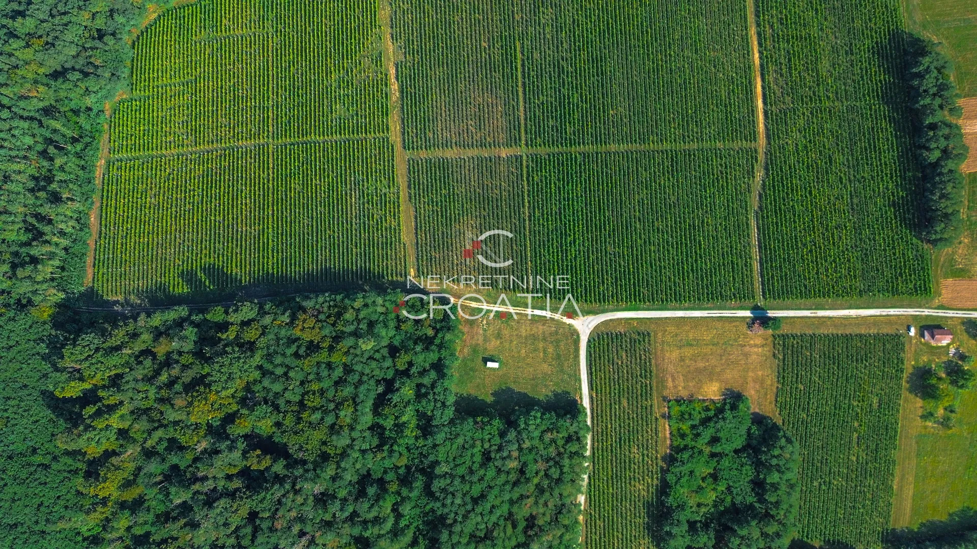 prilika! 105.333 m2 vinograda, 4.75 eur/m2! - slika 7