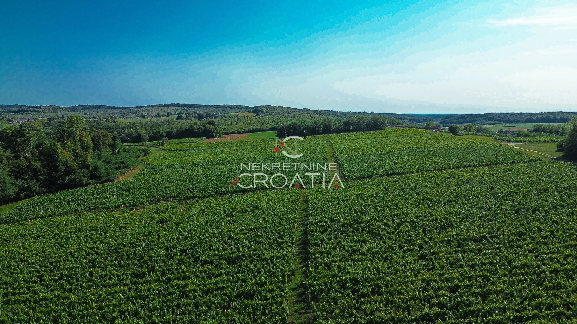 prilika! 105.333 m2 vinograda, 4.75 eur/m2! - slika 11