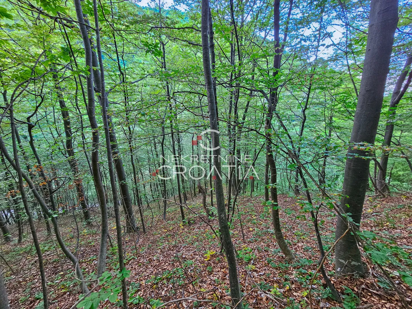 šuma 11.142 m2, ivanščica! - slika 11