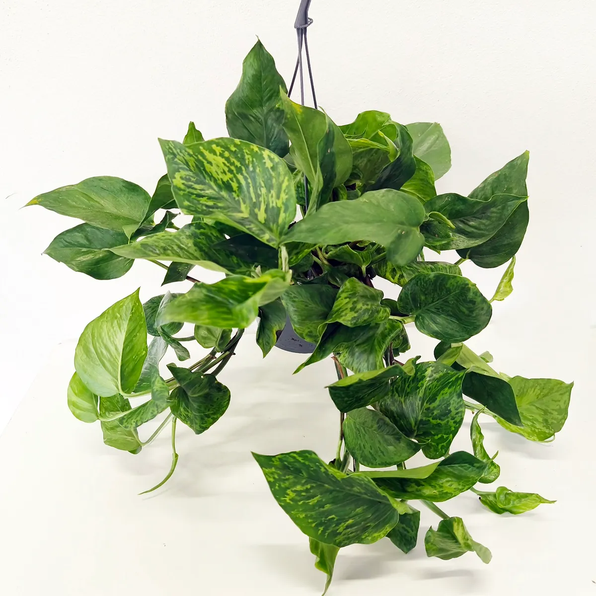 epipremnum pinn. “marble green” - slika 3