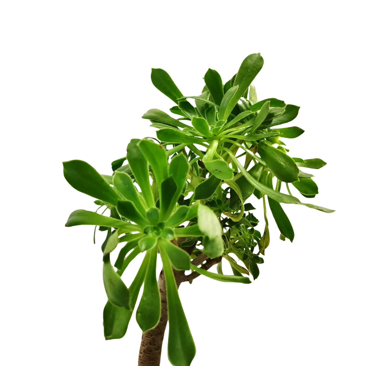 aeonium arboreum - slika 4