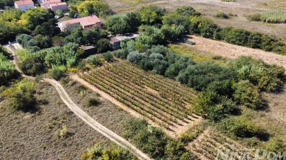 obiteljska nekretnina s lijepim maslinikom i vinogradom - slika 3