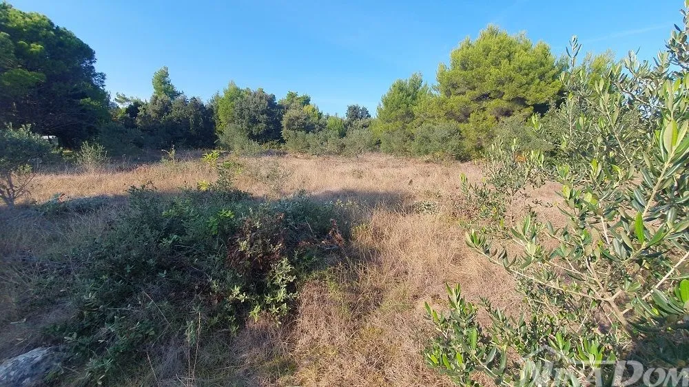 Poljoprivredno zemljišta s maslinama, blizina kuća - Vir, Vir