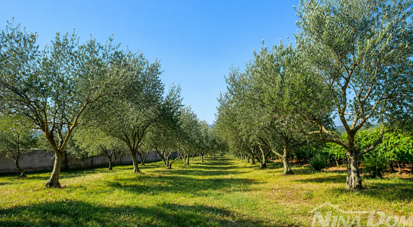 Hrvatska-Dalmacija-okolica Zadra | Građevinsko zemljište s maslinikom - Pridraga, Novigrad
