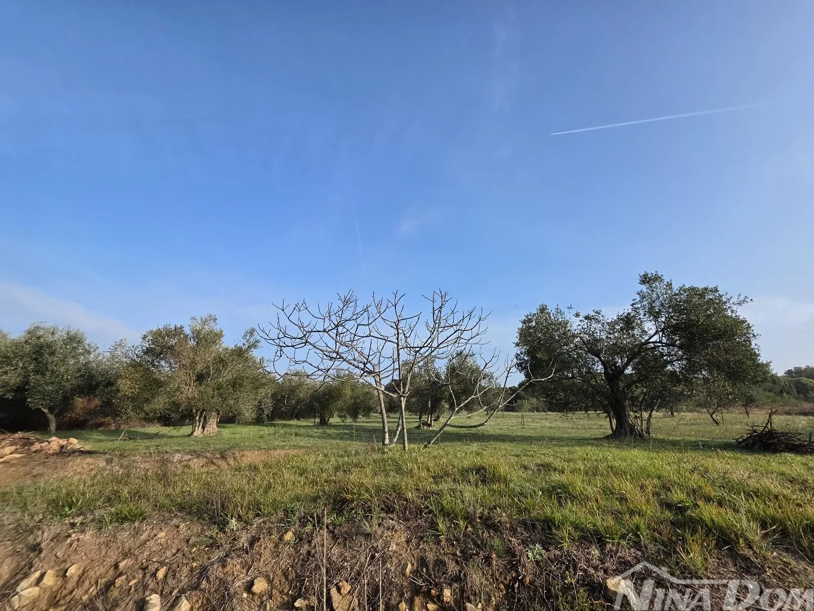 Petrčane maslinik sa panoramskim pogledom i pristupnim putem - Petrčane, Zadar - Okolica