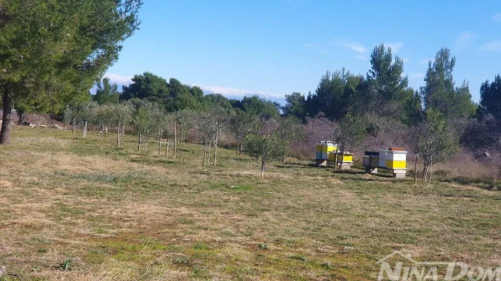poljoprivredno zemljište s mladim maslinama 22 €/m2 - slika 9