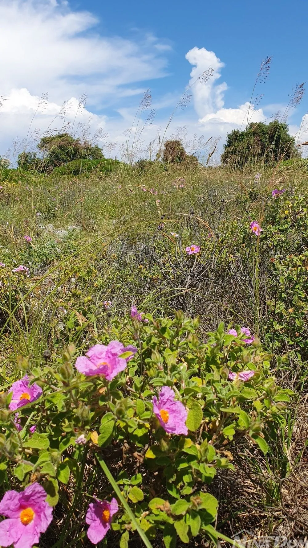 Poljoprivredno zemljište 7168 m2, pristup s asfalta. Pogled na more. - Vir, Vir