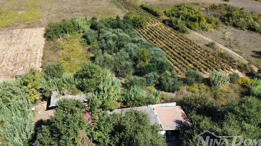 obiteljska nekretnina s lijepim maslinikom i vinogradom - slika 5
