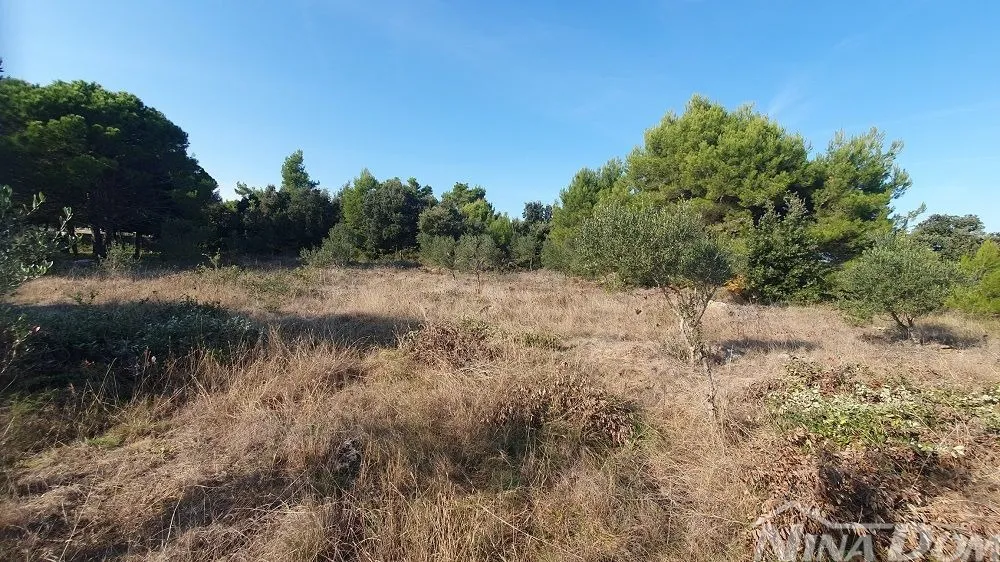 poljoprivredno zemljišta s maslinama, blizina kuća - slika 3