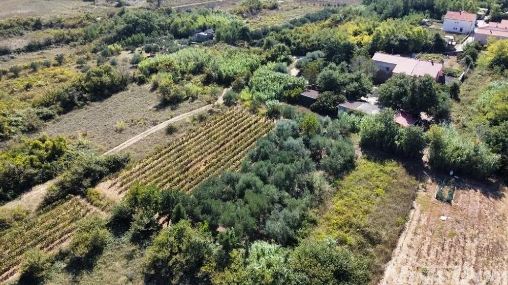 obiteljska nekretnina s lijepim maslinikom i vinogradom - slika 12