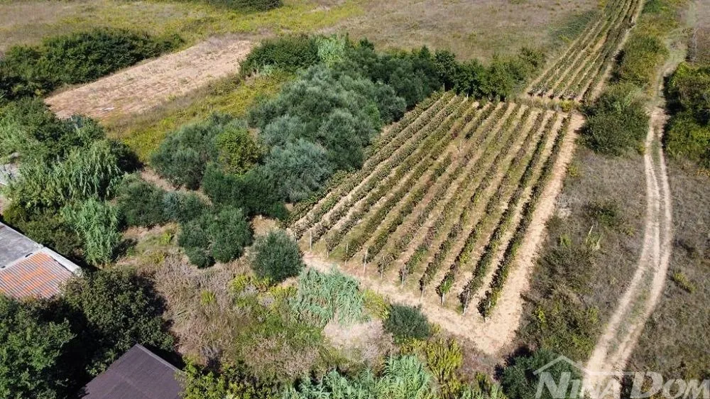 obiteljska nekretnina s lijepim maslinikom i vinogradom - slika 2