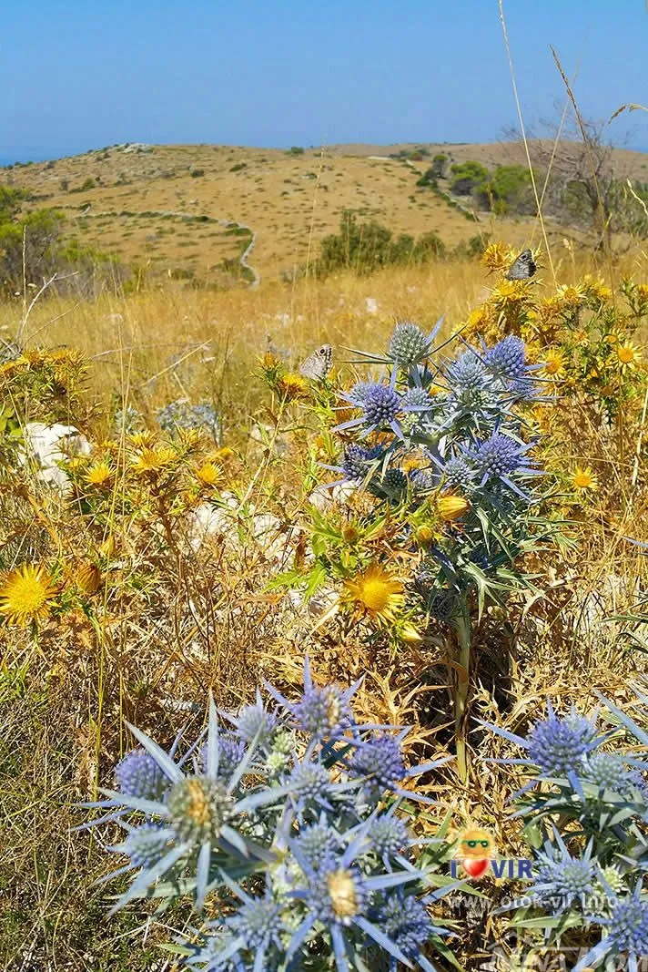 poljoprivredno zemljište sinjak 4309 m2 - slika 2