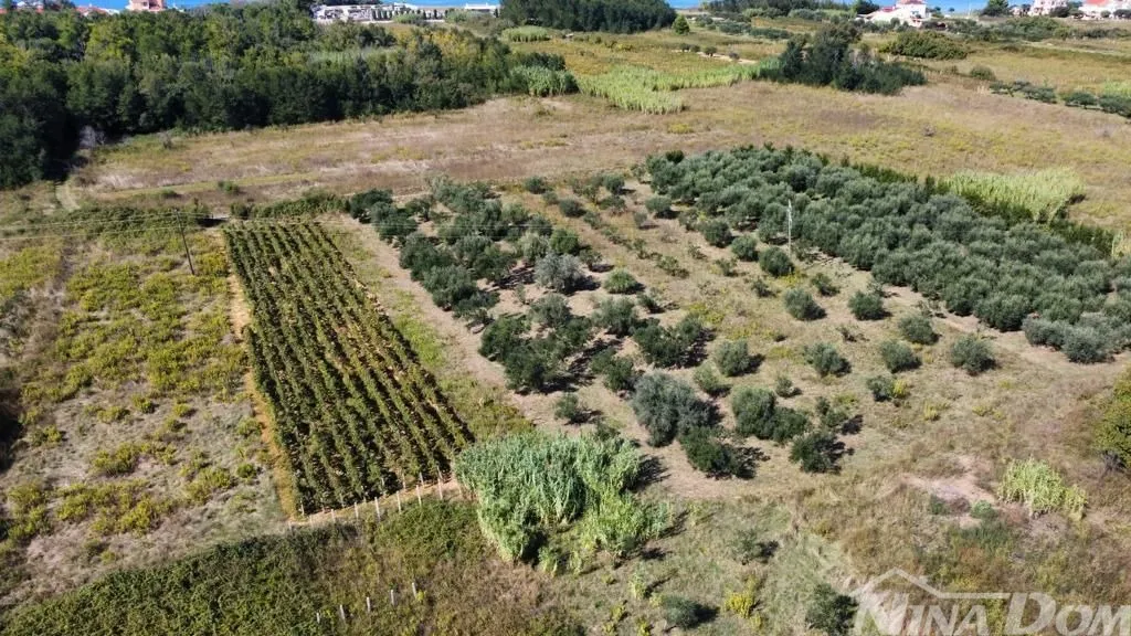 maslinik blizina centra privlaka - slika 2