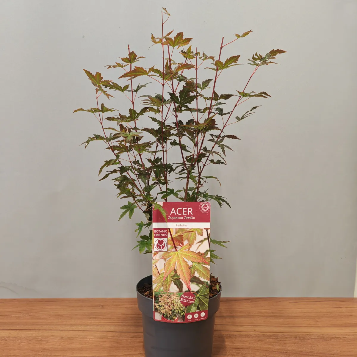 acer palmatum “redwine” - slika 3