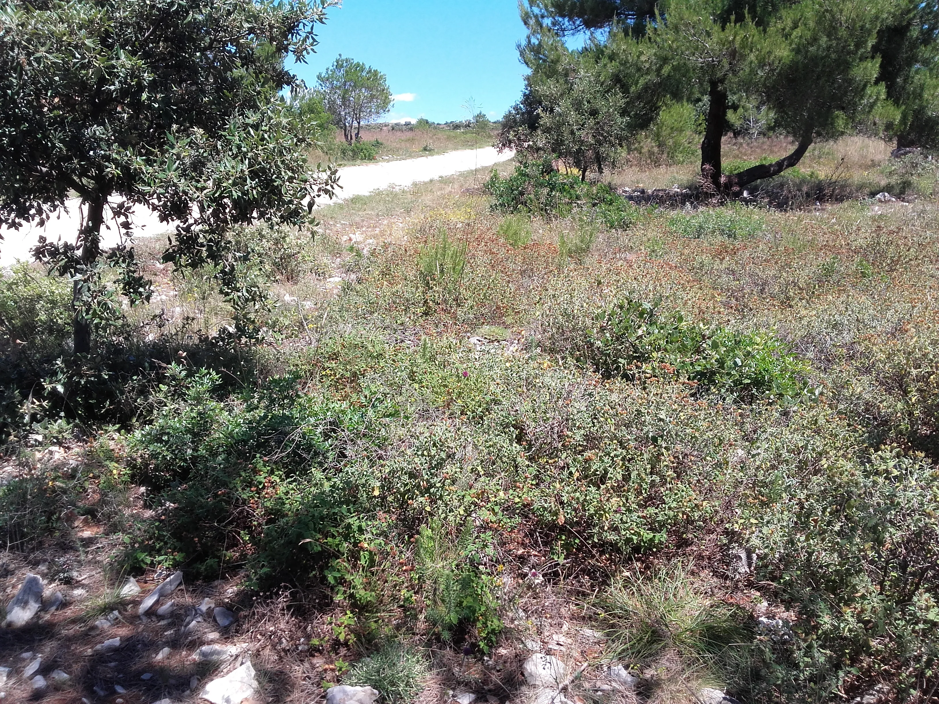 poljopr.atraktivno zemlj-pogled more 300m-južna strana-plaža lanterna - slika 3