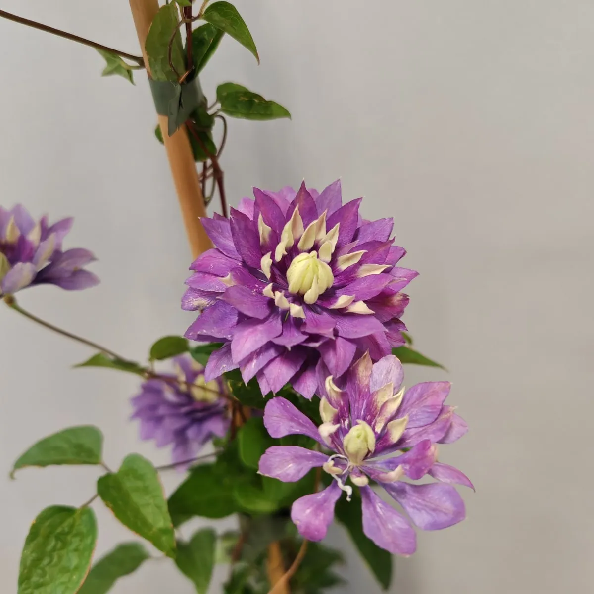 clematis flo. “taiga” - slika 3