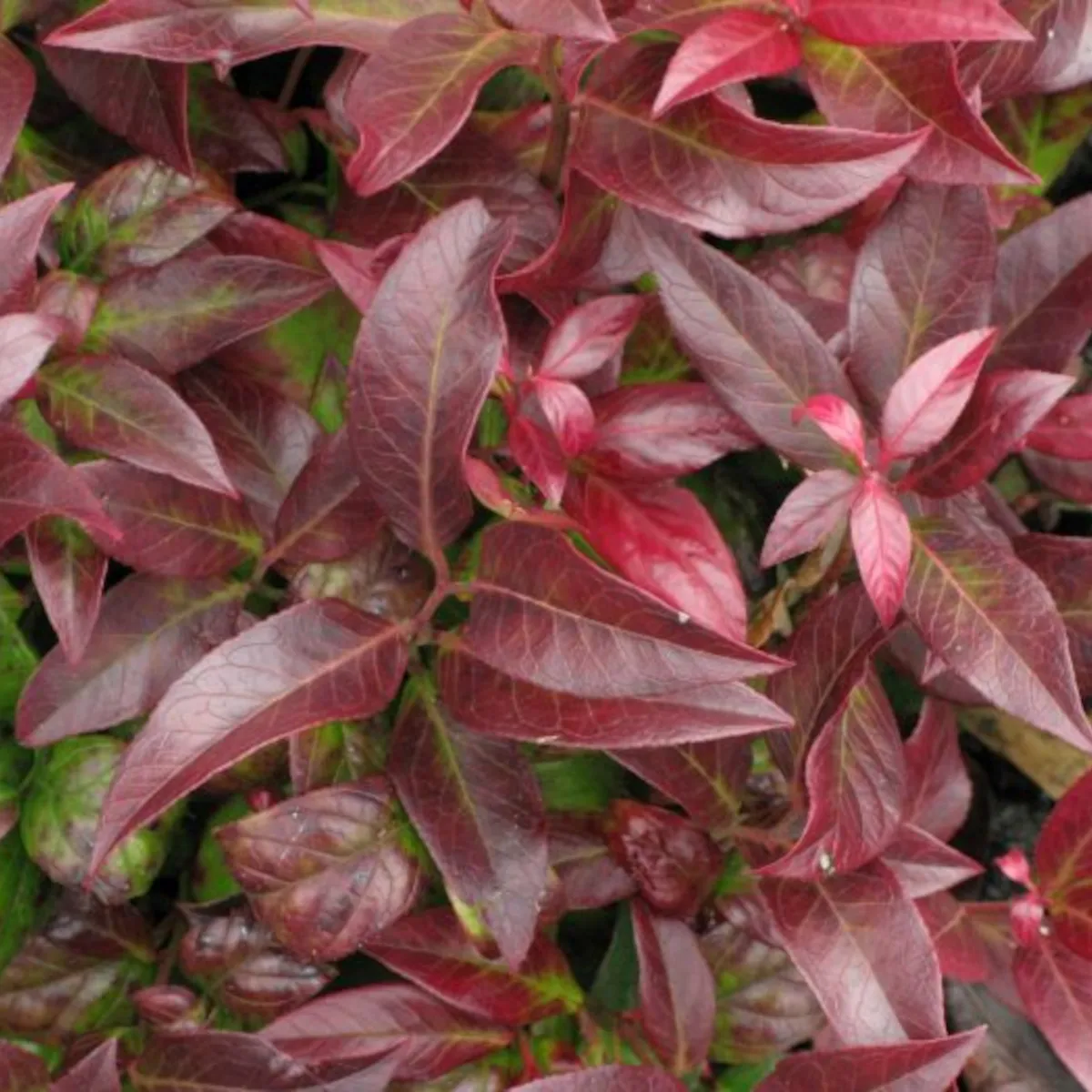 leucothoe ax.”curly red” - slika 4