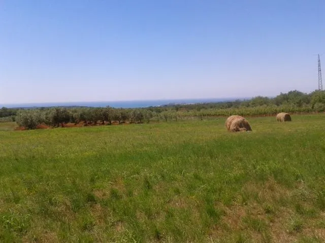 poljoprivredno zemljište za sadnju maslina - slika 5
