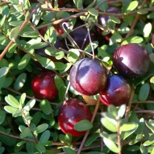 AMERIČKA BRUSNICA “Early Black” - Brestovac