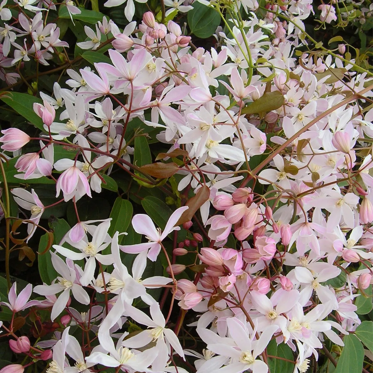 clematis arm. “apple blossom” - slika 3