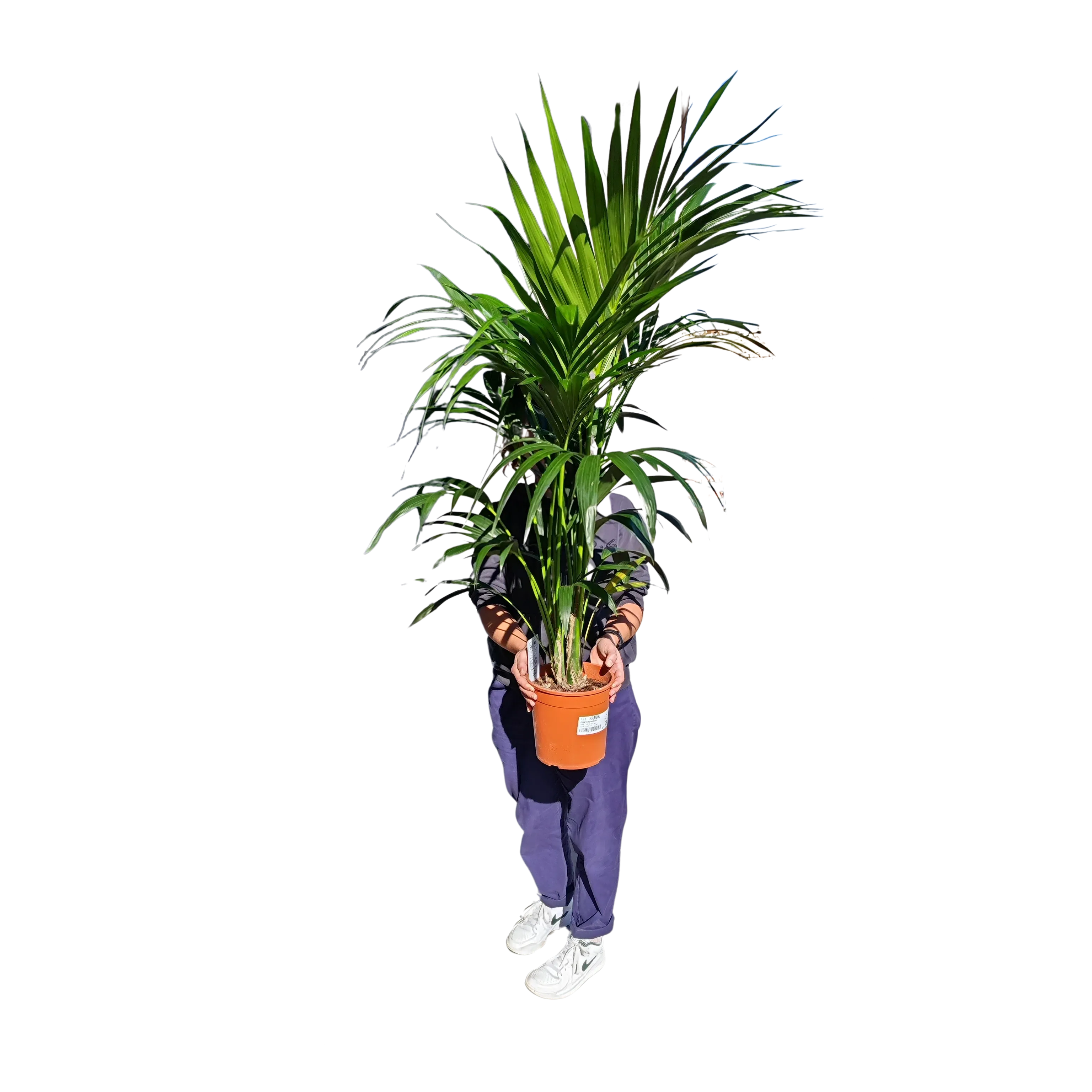 kentia palma - slika 3