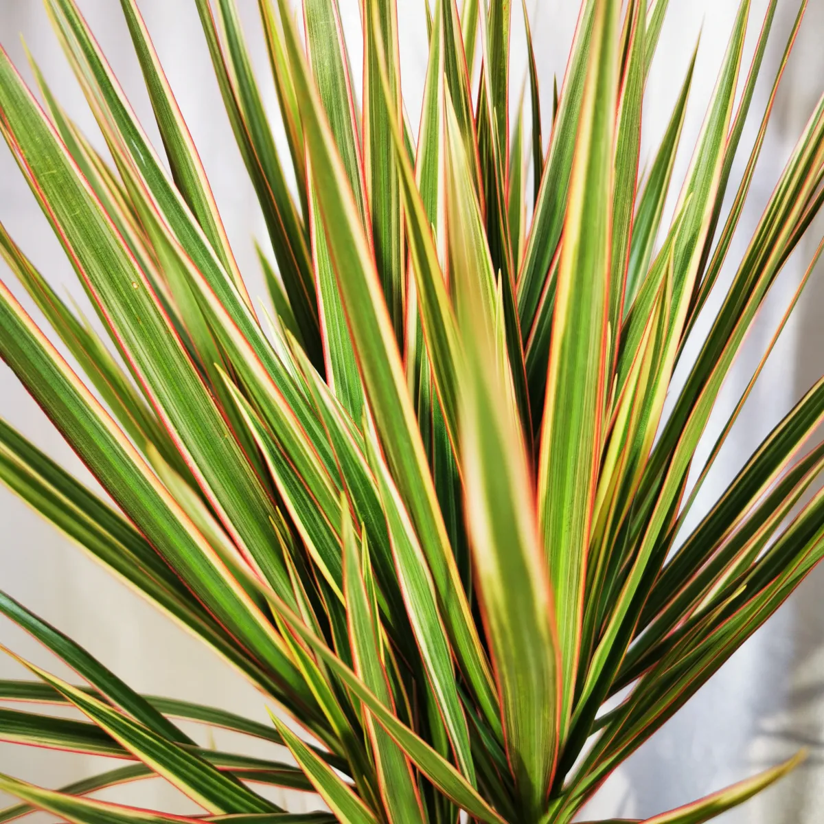 dracena marginata - slika 3