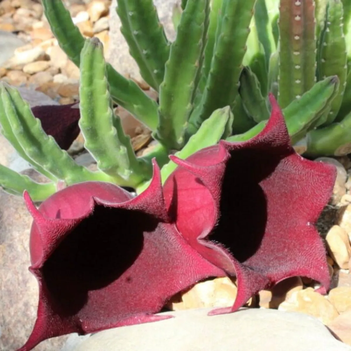 STAPELIA “Leendertziae” - Brestovac