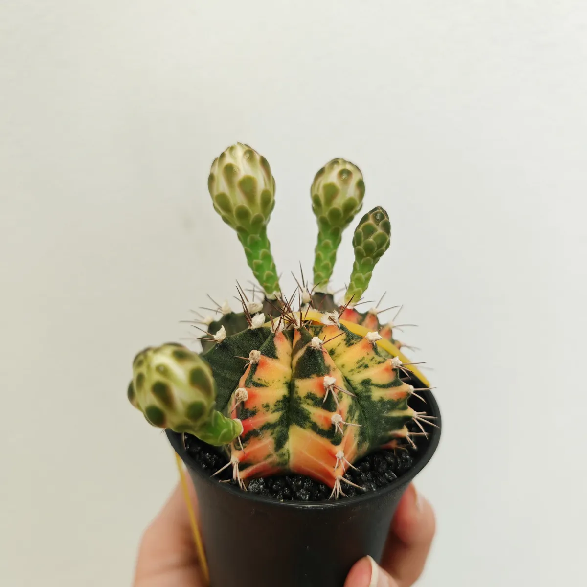 gymnocalycium mix variegata gm - slika 9