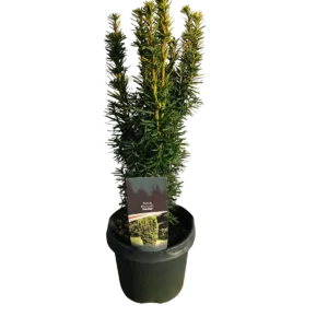 taxus baccata/tisa - slika 4