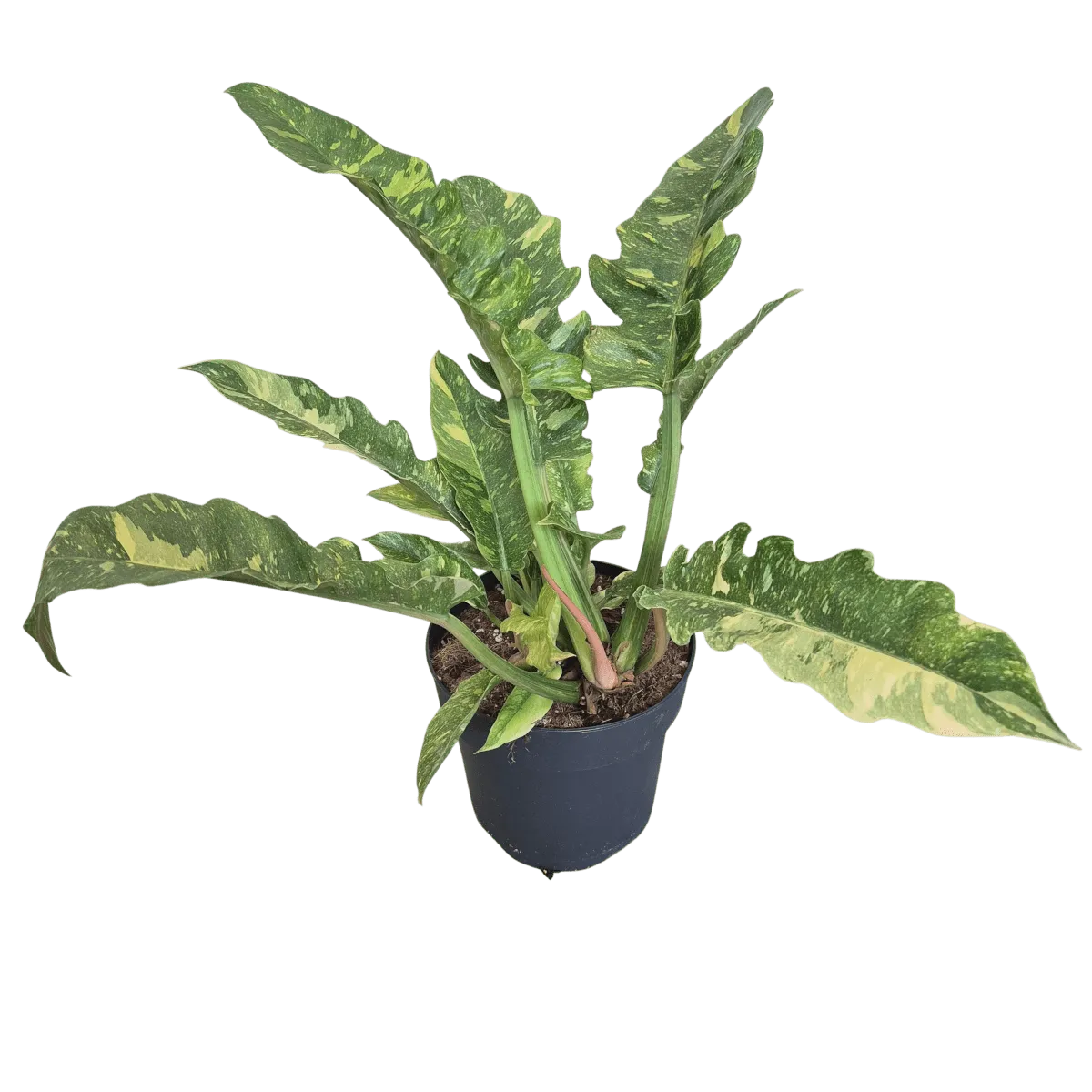 philodendron ‘narrow ring of fire’ - slika 3