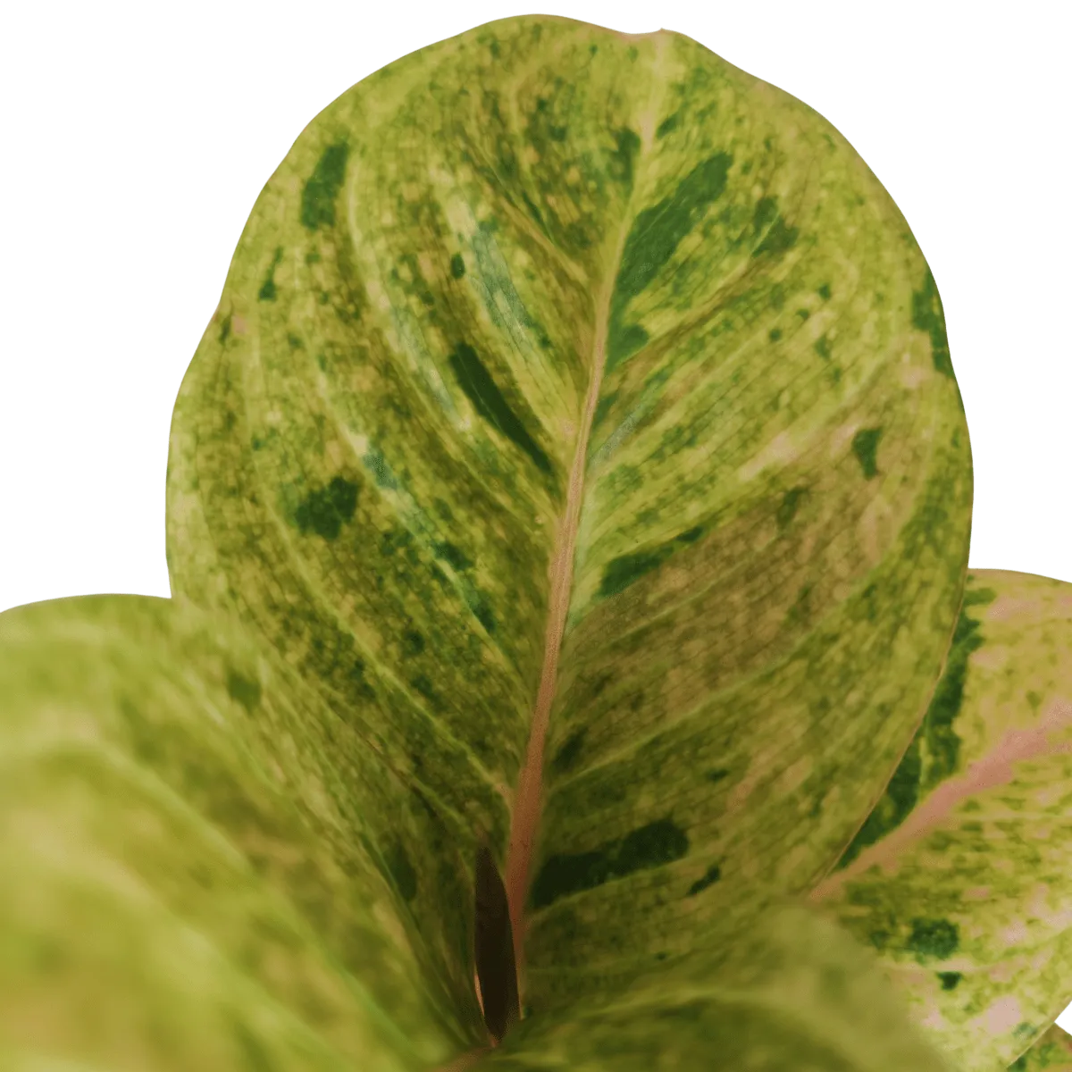 aglaonema “apple fantasy” - slika 4