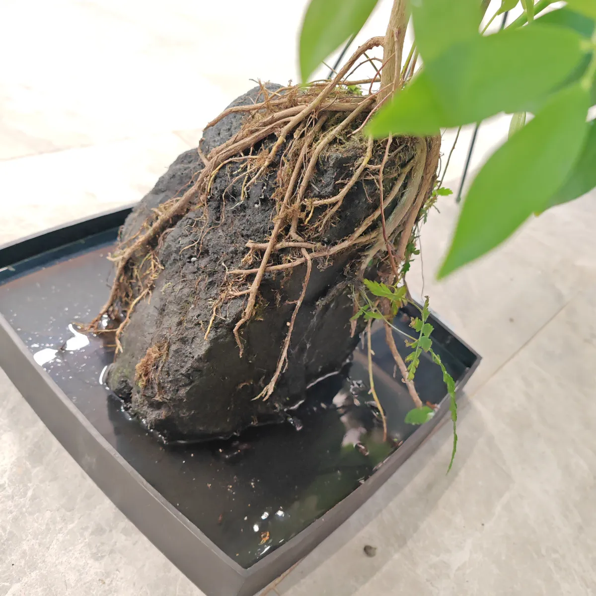 schefflera-na vulkanskoj lavi iz azije - slika 3