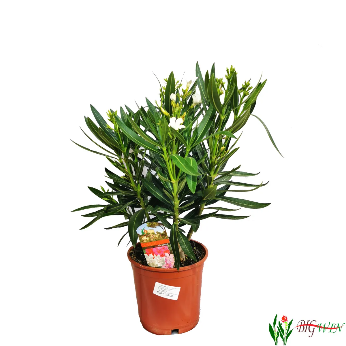 nerium oleander - slika 6
