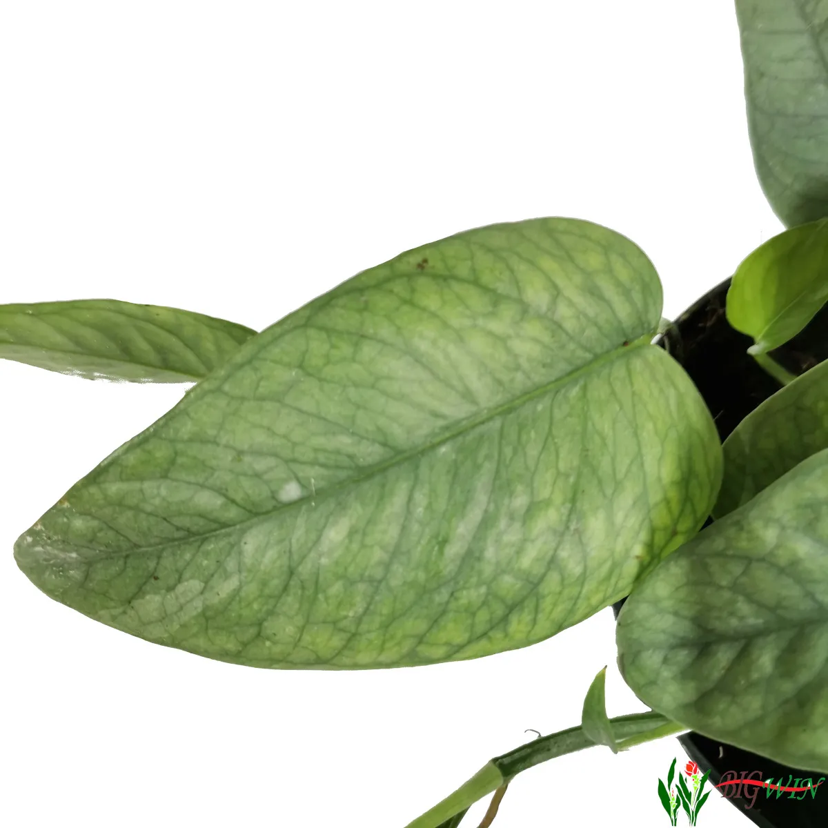 epipremnum “cebu blue” - slika 2