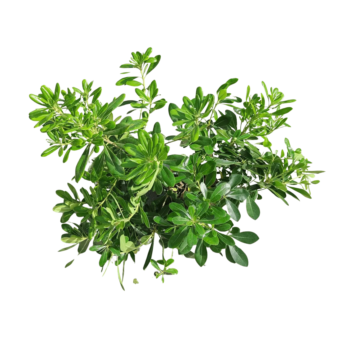 pittosporum tobira - slika 4