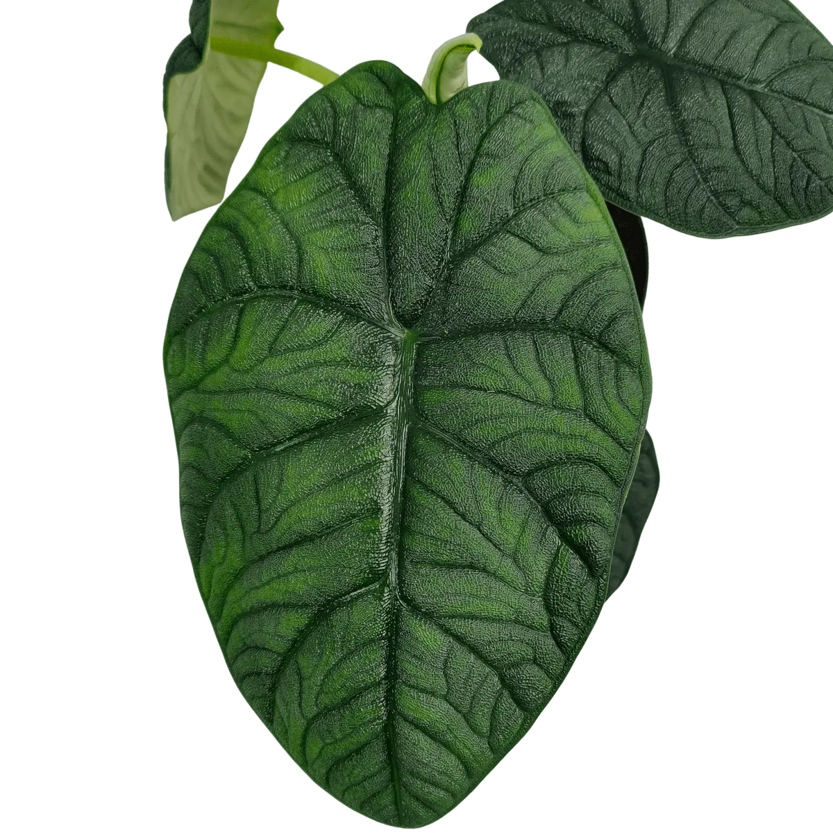 alocasia “melo” - slika 2