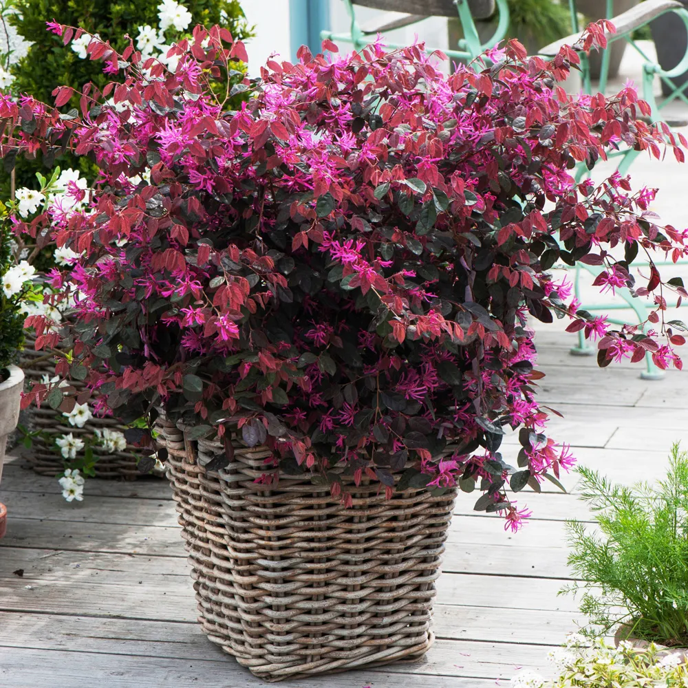 loropetalum chinese - slika 5